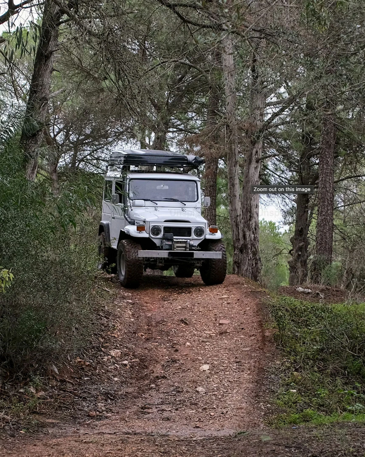 Wildlife Tour